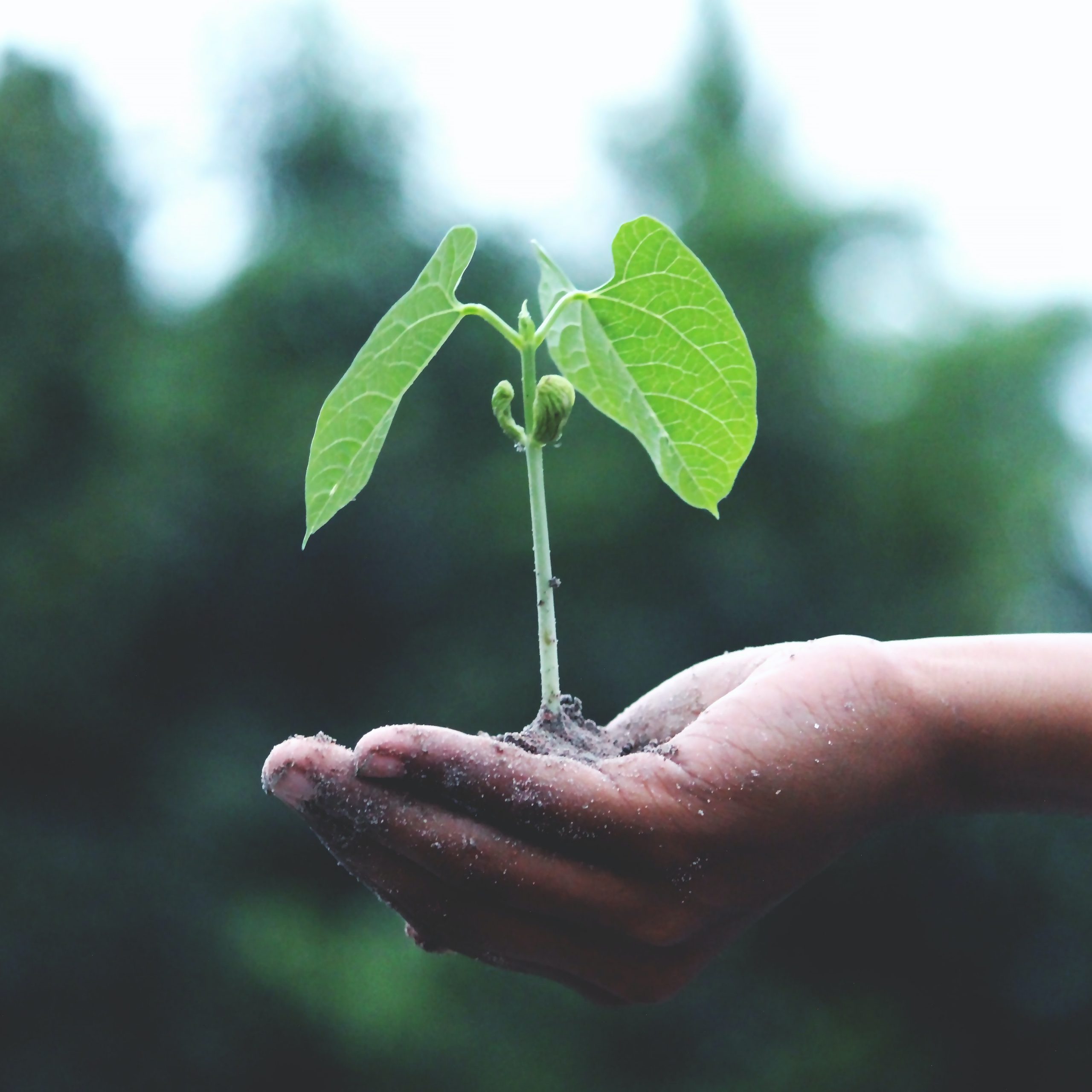 Según la ONU, existe una urgencia de prevenir, detener y revertir la degradación de los ecosistemas en todo el mundo.