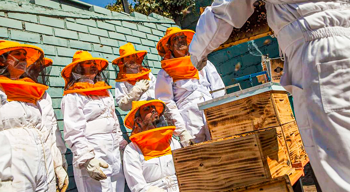  Este proyecto, iniciado por dos amigos, se ha transformado en una verdadera comunidad para crear conciencia sobre la importancia de las abejas en la conservación del medio ambiente. 