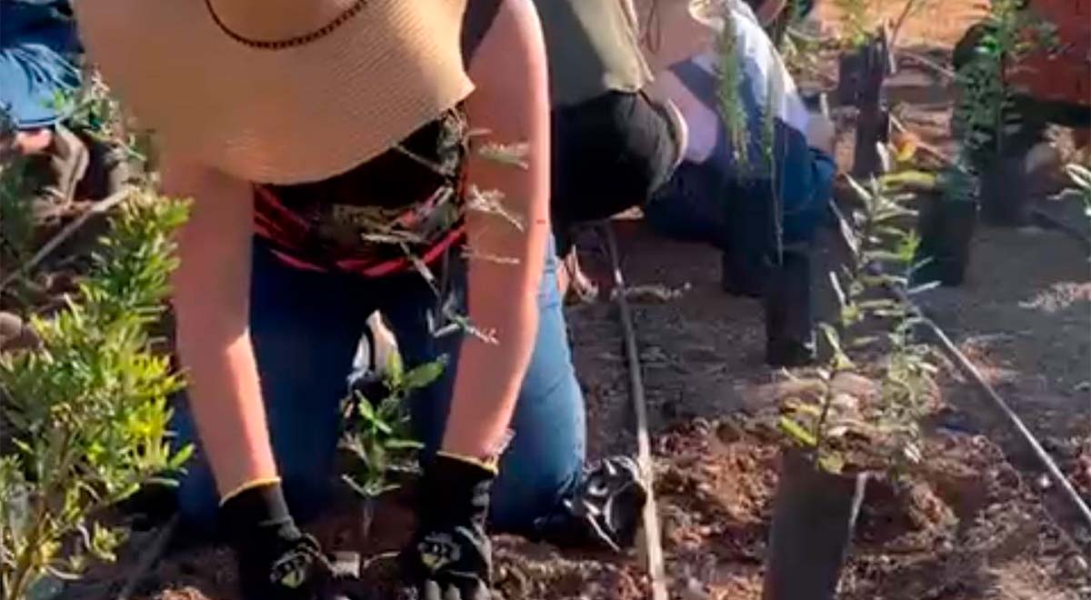 Bosko es el pionero en Chile en la construcción de los bosques de bolsillo, una técnica que permite un respiro a las ciudades.