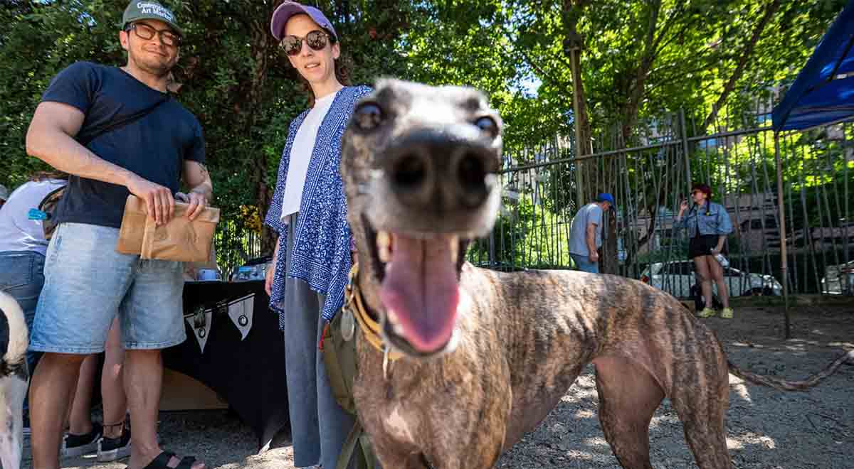  En el Día Internacional de los Animales Sin Hogar, reconocemos a tres fundaciones que entre sus causas se encuentran la oposición a carreras de perros y la concientización por el cuidado animal. 