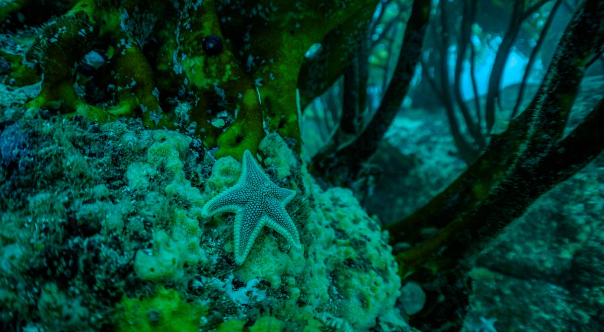  Con una superficies de 15 hectáreas, el refugio Marino de la Polcura, ubicado en la localidad de la Ballena, Región de Valparaíso, es una iniciativa de Fundación Capital Azul, junto […]